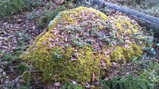 wp_20170219_16_50_35_pro-kopia